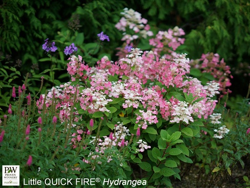 [Little Quick Fire Hydrangea : 3 Gallon] Little Quick Fire® Hydrangea : 3 Gallon