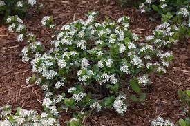 [Low Scape Mound Chokeberry : 3 Gallon] Low Scape Mound® Chokeberry : 3 Gallon