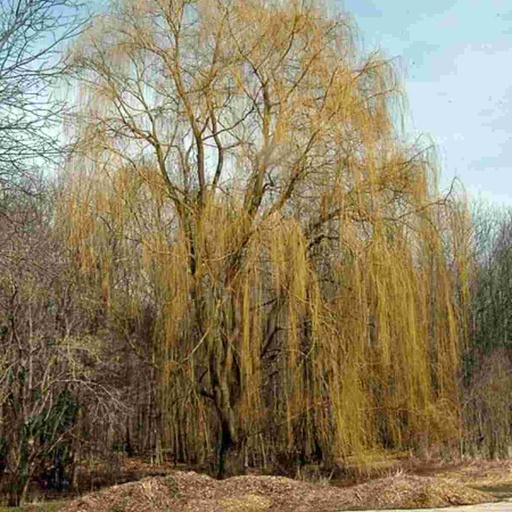Niobe Weeping Willow : 1.75 Inch