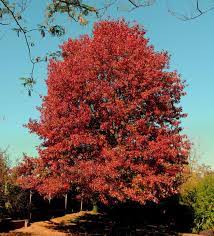 Northern Red Oak : 25 Gallon