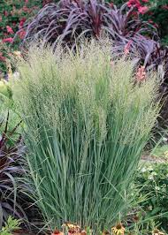 Northwind Switch Grass : 3 Gallon
