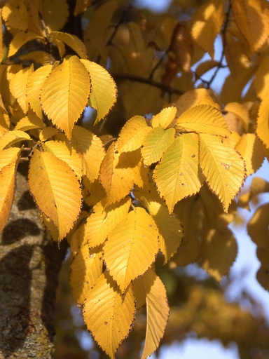 Patriot Elm : 1.75 Inch