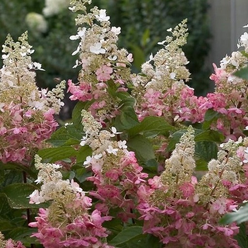 [Pinky Winky Hydrangea : 10 Gallon] Pinky Winky® Hydrangea : 10 Gallon
