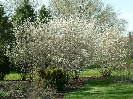 Autumn Brilliance Serviceberry MS : 5 Foot