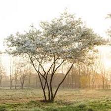 Ballerina Serviceberry MS : 6 Foot