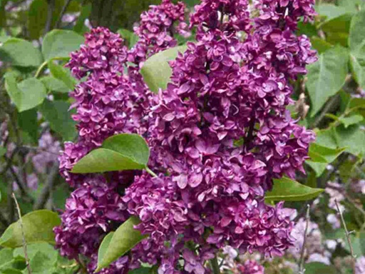 Charles Joly Lilac MS : 3 Foot