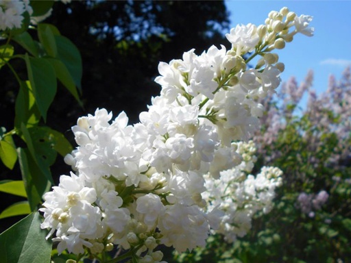 Miss Ellen Willmott Lilac : 2 Foot