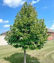 Redmond Linden : 3 Inch