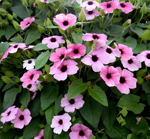 Arizona Rose Bl Eyed Susan Vine : 1 Gallon
