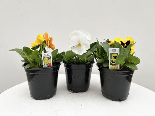 Pansy : 4 Inch Pot