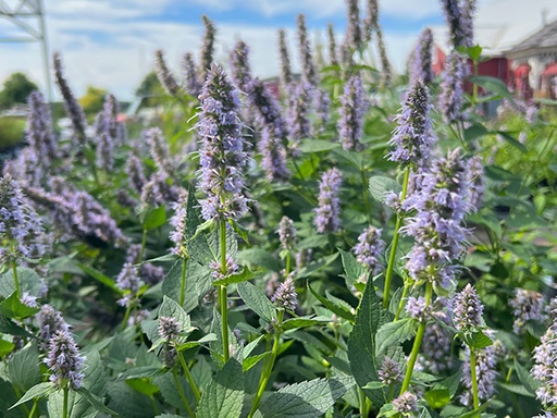 Blue Fortune Hyssop : 1 Gallon