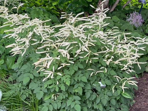 Misty Lace Goat's Beard : 1 Gallon