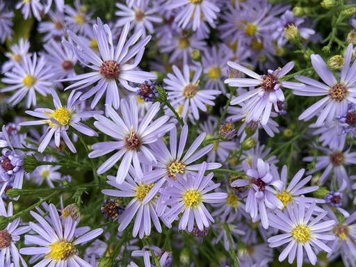 Smooth Blue Aster : 1 Gallon