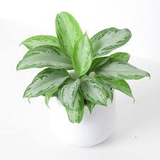 Chinese Evergreen 'Silver Bay' : 10 Inch Pot