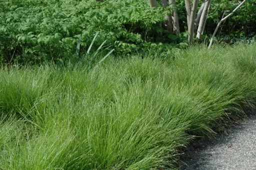 Pennsylvania Sedge : 1 Gallon
