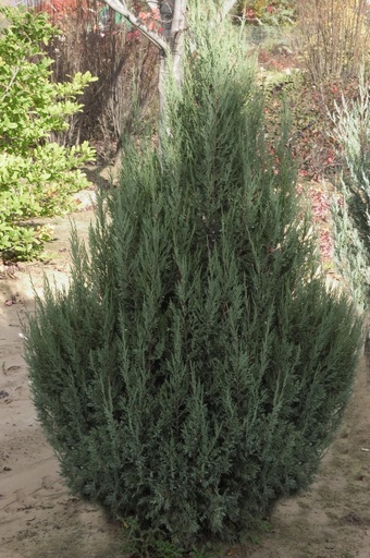 Welch Juniper : 4 Foot