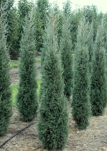 Taylor Juniper : 8 Foot