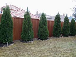 Spartan Juniper : 5 Foot