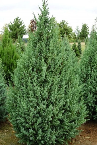 Star Power Juniper : 7 Foot