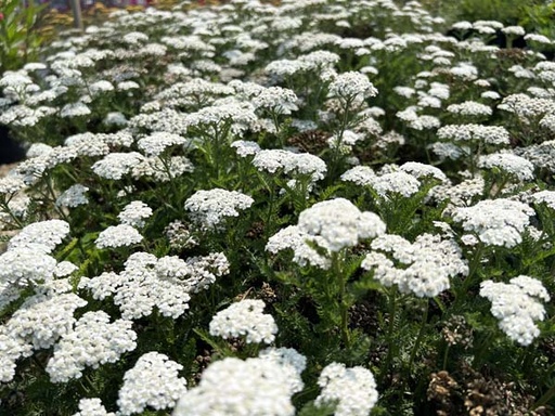 [New Vintage White Yarrow : 1 Gallon] New Vintage White Yarrow ™ : 1 Gallon