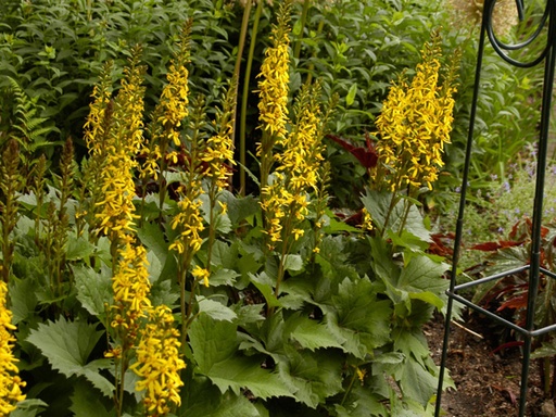 Little Rocket Ligularia : 1 Gallon