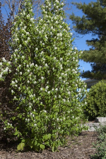 Standing Ovation™ Serviceberry : 5 Gallon