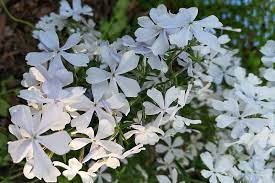 May Breeze Woodland Phlox : 1 Gallon