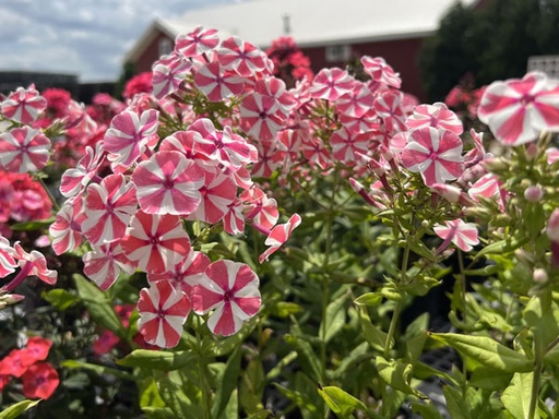 Peppermint Twist Phlox : 1 Gallon