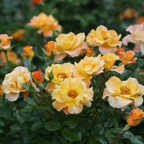 Oso Easy Sunorita Rose ® : 3 Gallon