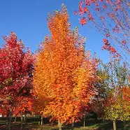 Armstrong Gold Maple : 4 Inch