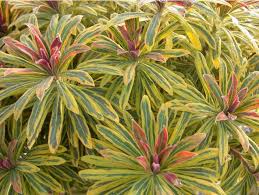 Ascot Rainbow Euphorbia : 1 Gallon