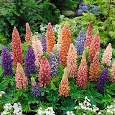 Minarette Mix Lupine : 1 Gallon