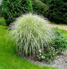 Variegated Maiden Grass : 3 Gallon