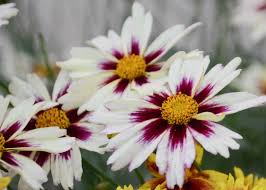 Starlight Coreopsis/TickSeed : 1 Gallon