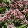 Phantom Joe Pye Weed : 1 Gallon