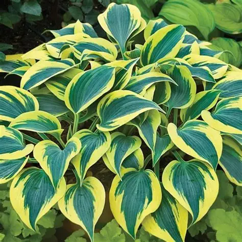 Autumn Frost Hosta : 1 Gallon