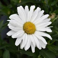 Daisy May Shasta Daisy : 1 Gallon
