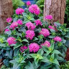 Petite Delight Bee Balm : 1 Gallon