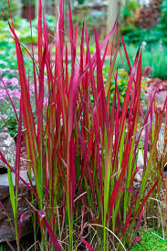 Red Baron / Japanese Blood Grass : 1 Gallon
