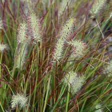 Burgundy Bunny Grass : 1 Gallon