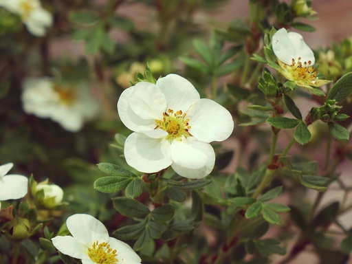 [Creme Brulee Potentilla : 3 Gallon] Creme Brulee Potentilla ™ : 3 Gallon