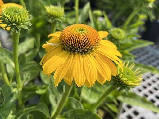 Sombrero Lemon Yellow Coneflower : 1 Gallon
