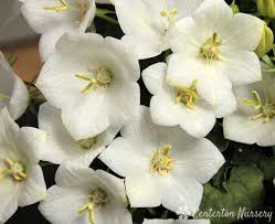 Rapido White Bellflower : 1 Gallon