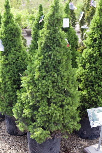 Dwarf Norway Spruce : 2 Gallon