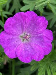 Bloody Cranesbill Geranium : 1 Gallon