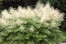 Goat's Beard : 1 Gallon