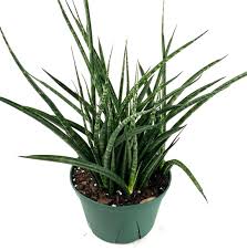 Fernwood Mikado Sansevieria : 5 Inch Pot