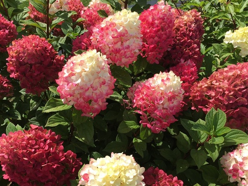 [Little Lime Punch Hydrangea : 3 Gallon] Little Lime Punch® Hydrangea : 3 Gallon