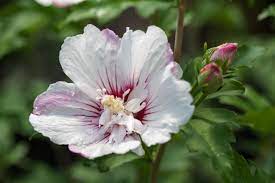 First Editions ® Fiji Hibiscus Rose of Sharon : 5 Gallon