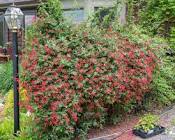 Major Wheeler Honeysuckle : 2 Gallon